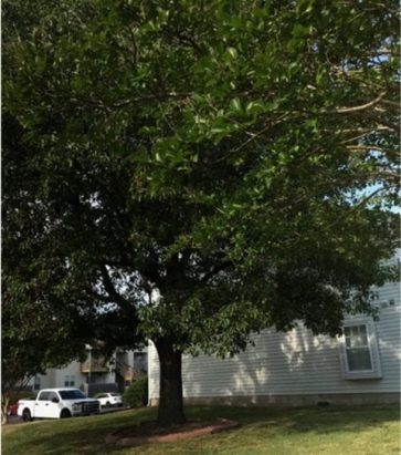Big tree